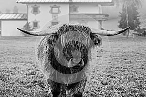 Scottish highland cow with long horns grazing on green meadow