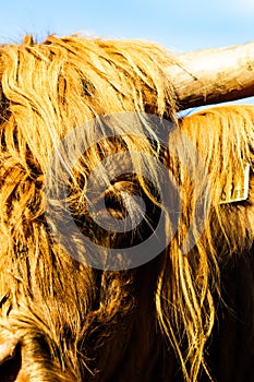 Scottish highland cow with long horns grazing on green meadow