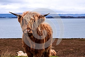 Scottish highland cow look into the camera lens with its iconic long hair