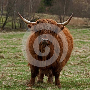 Scottish highland Cow looking curiously