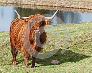 Scottish highland Cow looking curiously in the sun