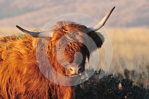 Scottish Highland cow on moorland