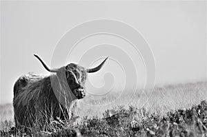 Scottish Highland cow living on moorland blending into its surroundings photo