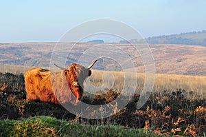 Scottish Highland cow on moorland in sunshine