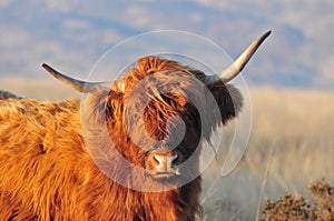 Scottish Highland cow on moorland in sunshine