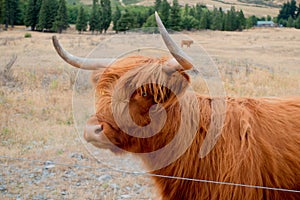 Scottish Highland Cow in New Zealand.