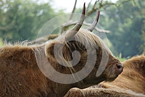 Scottish Highland cow portrait