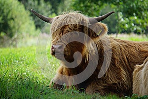 Scottish Highland cow portrait
