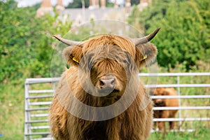 Scottish Highland cow portrait