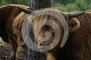 Scottish Highland cow portrait