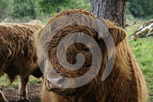 Scottish Highland cow portrait