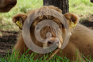 Scottish Highland cow portrait, calf