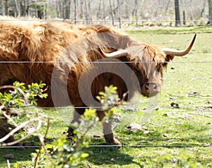 Scottish highland cow, shaggy brown