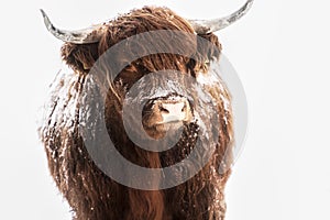 Scottish highland cow in snow