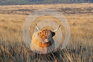 Scottish Highland cow standing in the evening sunshine photo