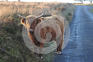 Scottish Highland cow on a  country lane on moorland photo