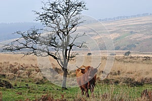 Scottish Highland cow standing next to a tree photo