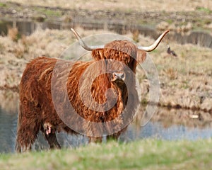 Scottish highland Cow in Sweden in sun