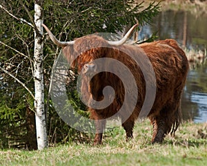 Scottish highland Cow whid lake