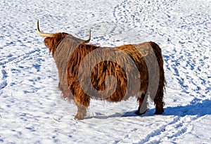 scottish highland cow in a winter landscape