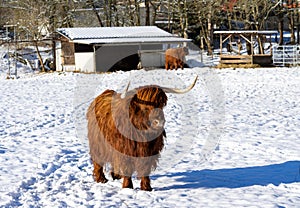 scottish highland cow in a winter landscape on the farm