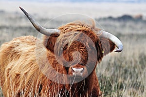 Scottish Highland cow with wonky horns photo