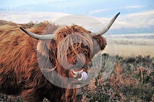 Personal hygiene of a Scottish Highland cow living on moorland photo
