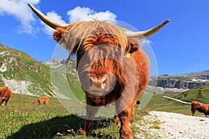 Scottish highland cows