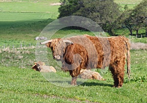 Scottish Highland Cows and Calf