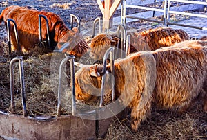 Scottish highland cows at feeding. Baden Baden. Baden Wuerttemberg, Germany, Europe