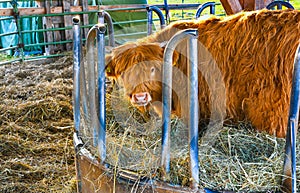 Scottish highland cows at feeding. Baden Baden. Baden Wuerttemberg, Germany, Europe