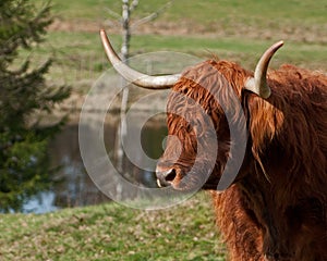 Scottish highland Cows head