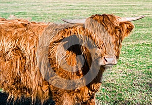 Scottish highland cows in a meadow. Baden Wuerttemberg, Germany, Europe