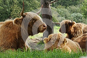 Scottish Highland cows resting