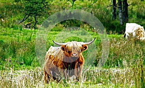 Scottish Highland Hairy Cow