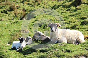 Scottish Highland Sheep With Twin Lambs