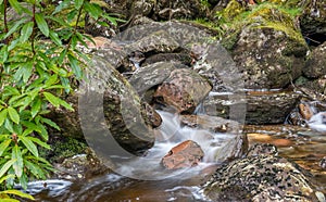 Scottish Highland Stream