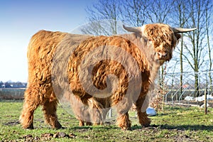 Scottish highlander