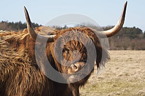 Scottish Highlander photo