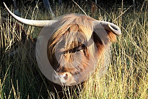 Scottish Highlander as large grazer