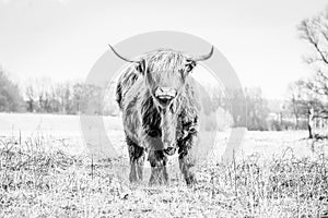 Scottish highlander a beautiful wild cow with huge horns photo