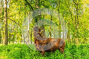 Scottish Highlander beef rubs coat to a trunk between wild plants and beech trees