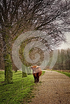 Scottish Highlander bull posing