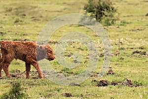 Scottish Highlander calf walking veluwe nature