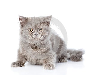 Scottish highlander cat looking at camera. isolated on white background photo