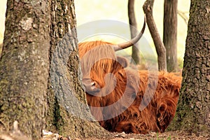 Scottish Highlander cow cattle in the forest veluwe nature