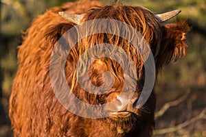 Scottish highlander cow with face looking at camera