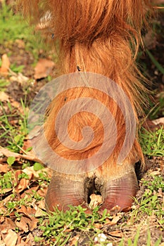 Scottish Highlander cow hoof in the forest veluwe nature