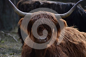 Škótsky horal krava na 