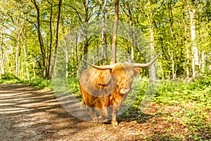 Scottish Highlander cow walking on dirt road